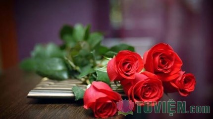 Bài học từ bông hoa hồng kiêu hãnh