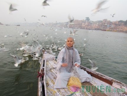 Những cánh chim Hải Âu trên sông Hằng, Ấn Độ